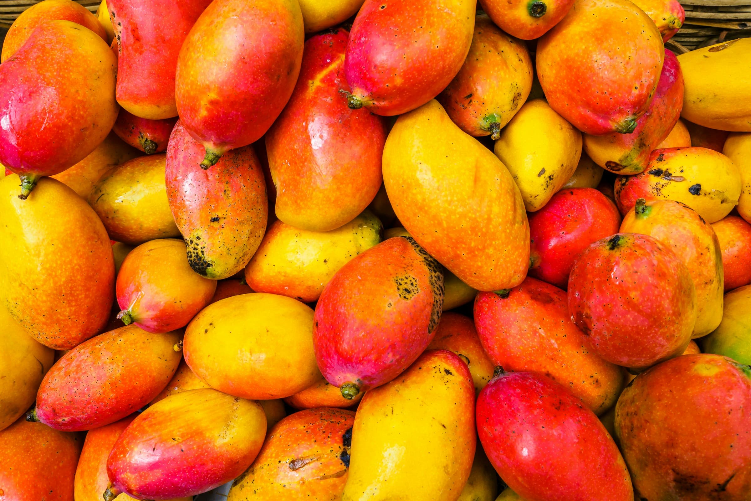 Premium Indian Mango Exporter & Supplier