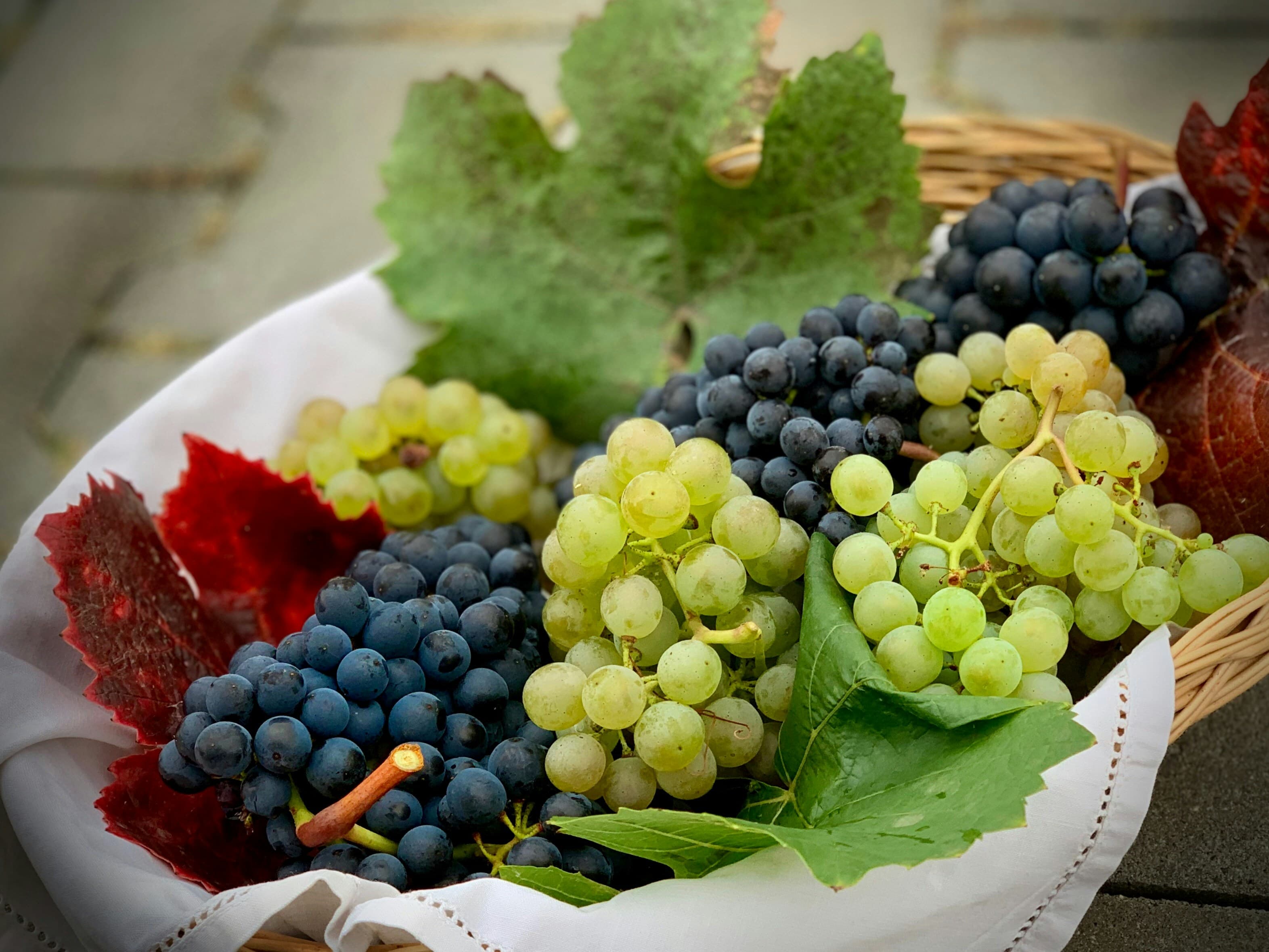 Fresh Seedless Grapes Exporter & Supplier