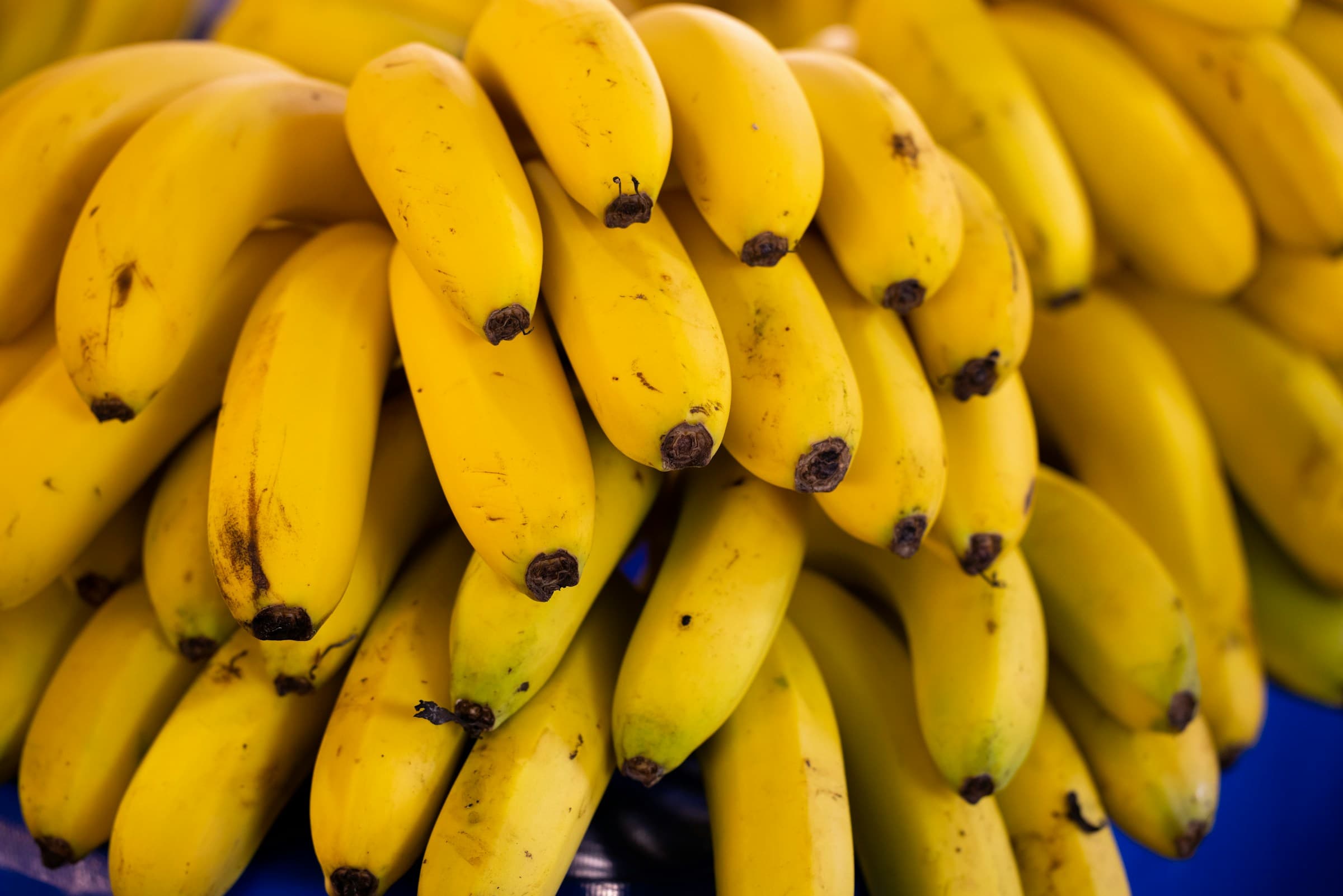Fresh Cavendish Banana Exporter & Supplier