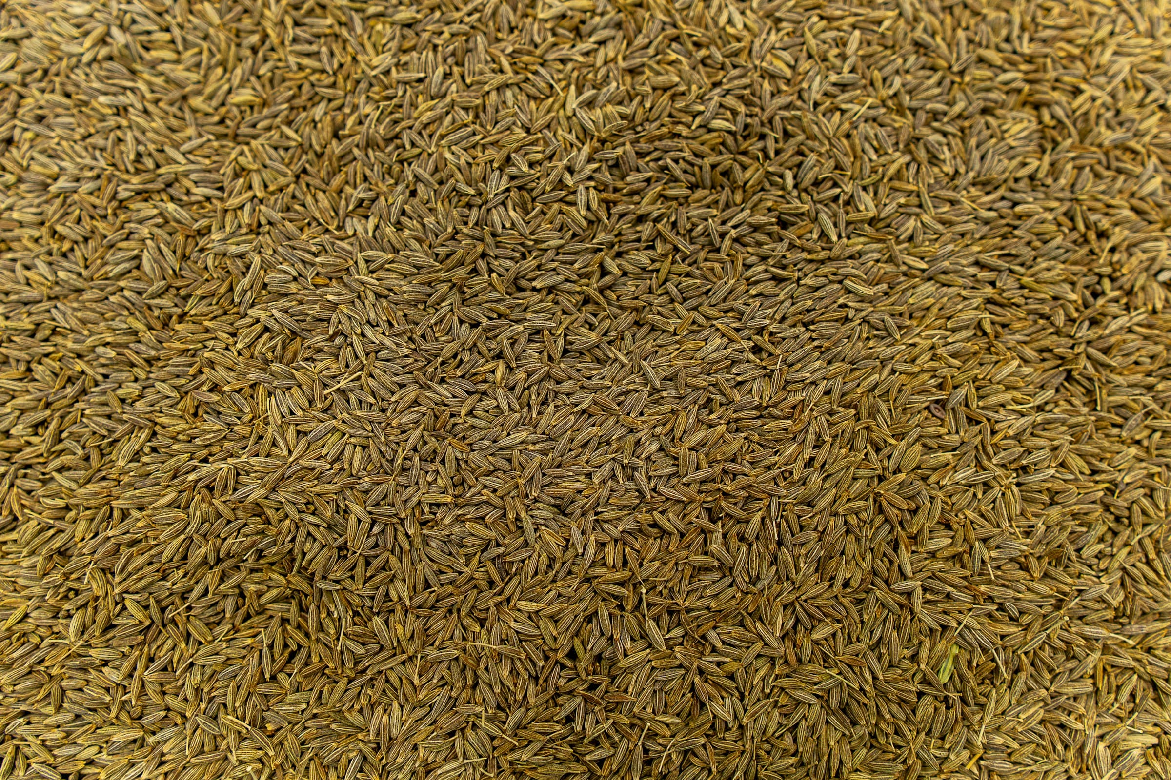 Premium Cumin Seeds (Jeera) Exporter & Supplier