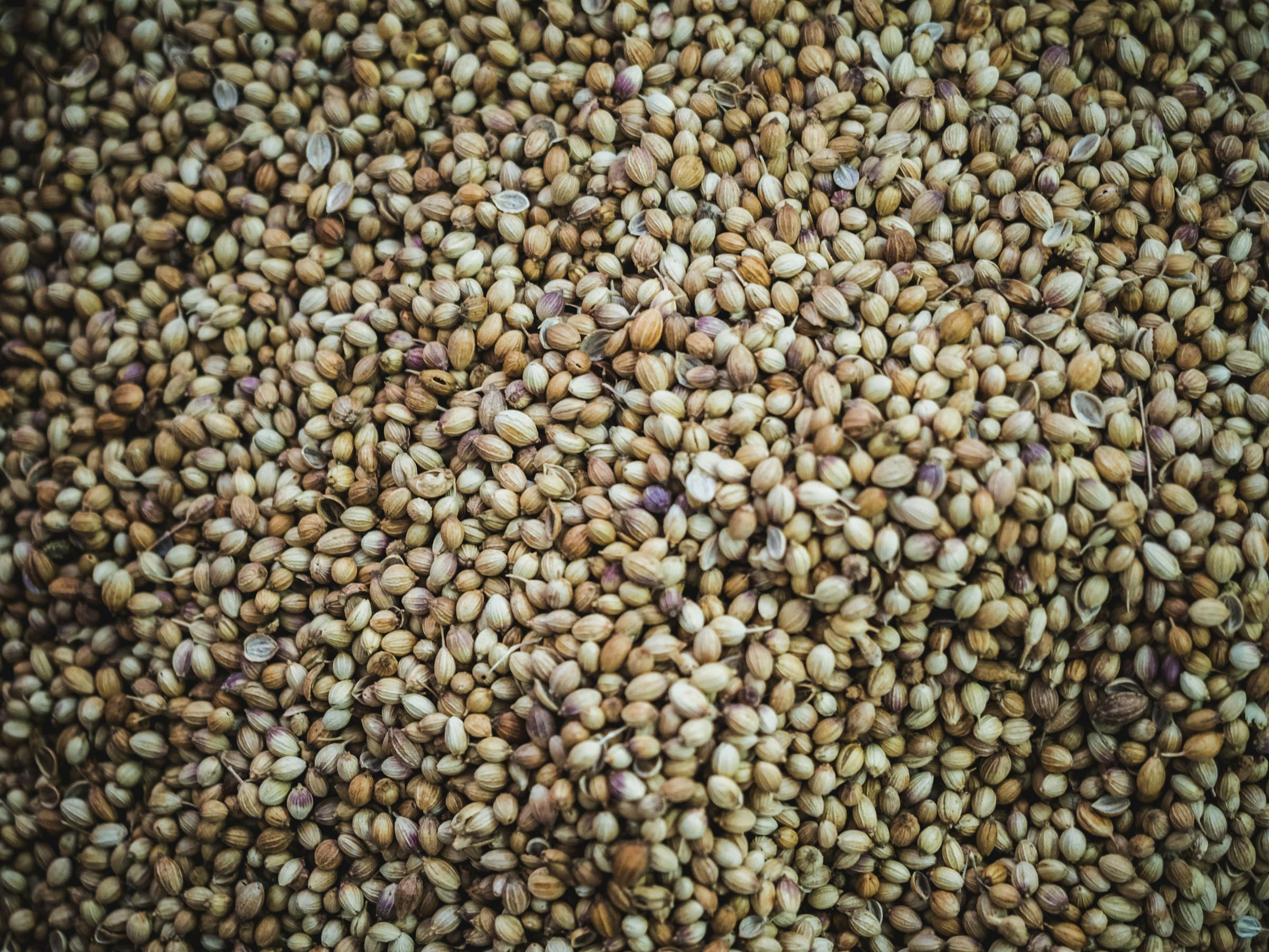 Premium Coriander Seeds Exporter & Supplier