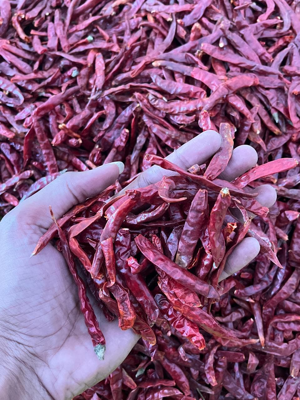 Red Chilli