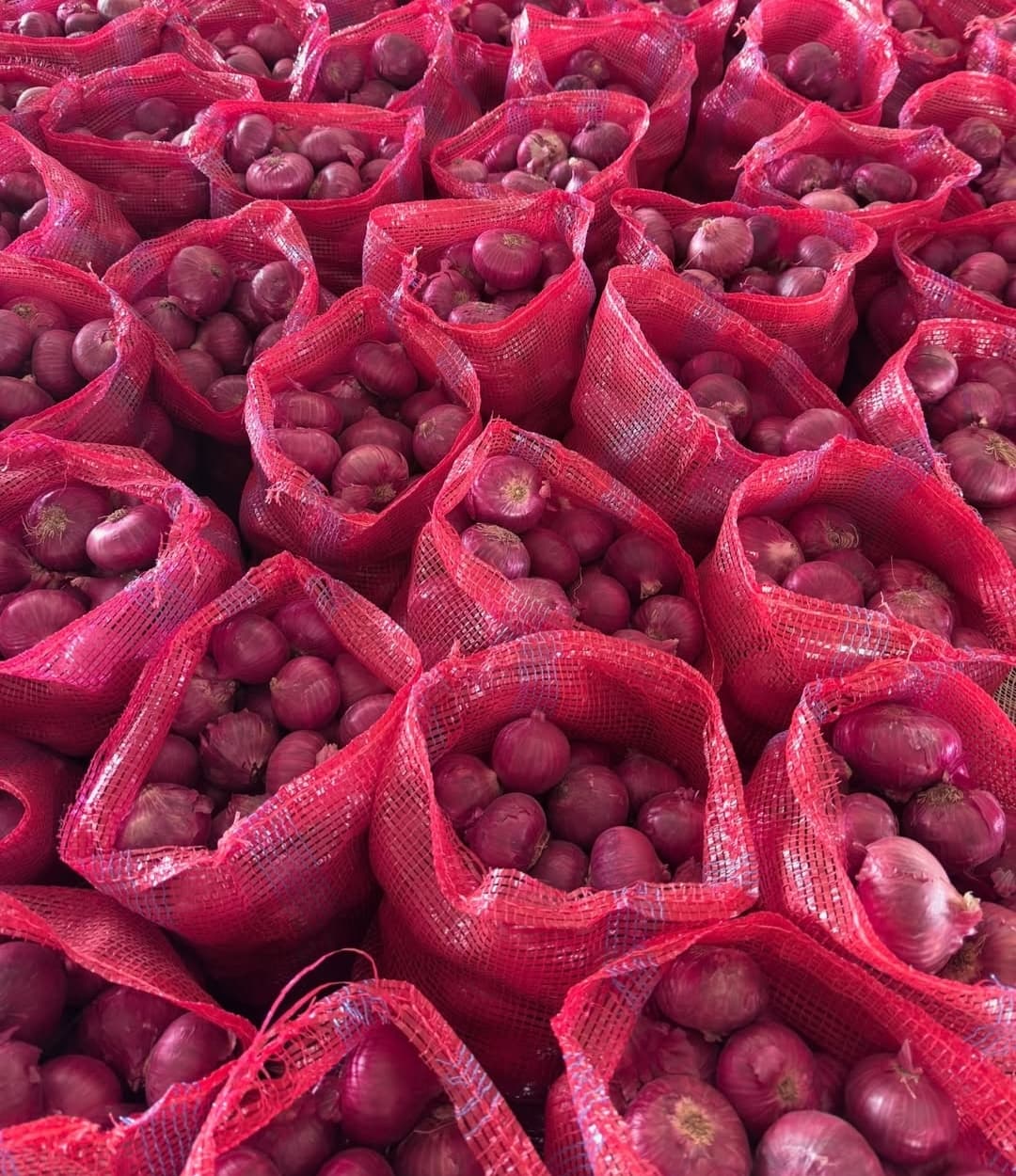 Onion Samples